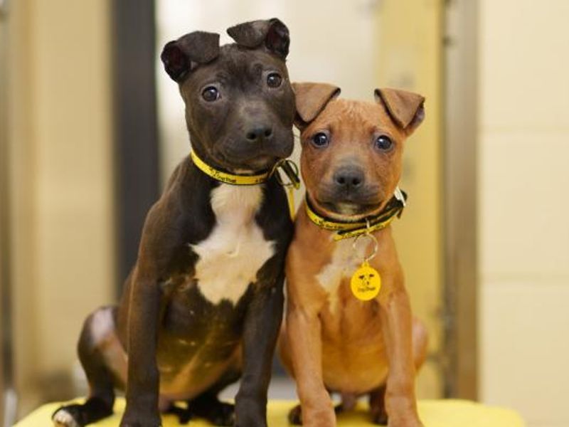 Two dogs sitting next to each other wearing dogs trust collars