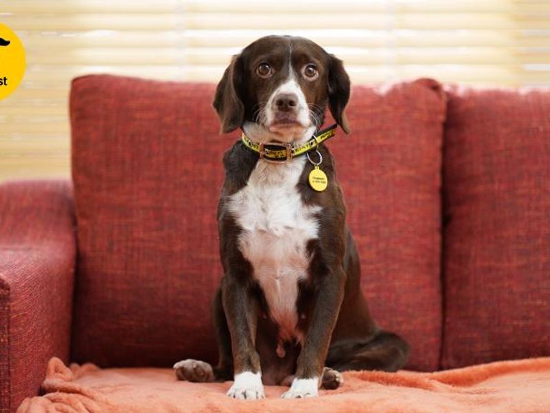 Sadhbh the dog on a red sofa