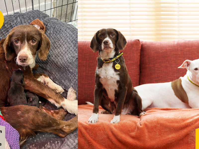 Sadhbh when she first arrived at Dogs Trust Ireland and now in her forever home