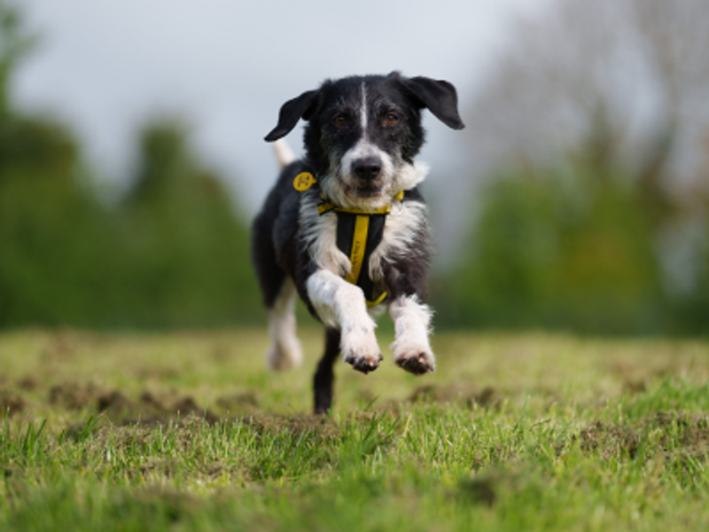 Black and white dog running in a field wearing Dogs Trust harness and collar