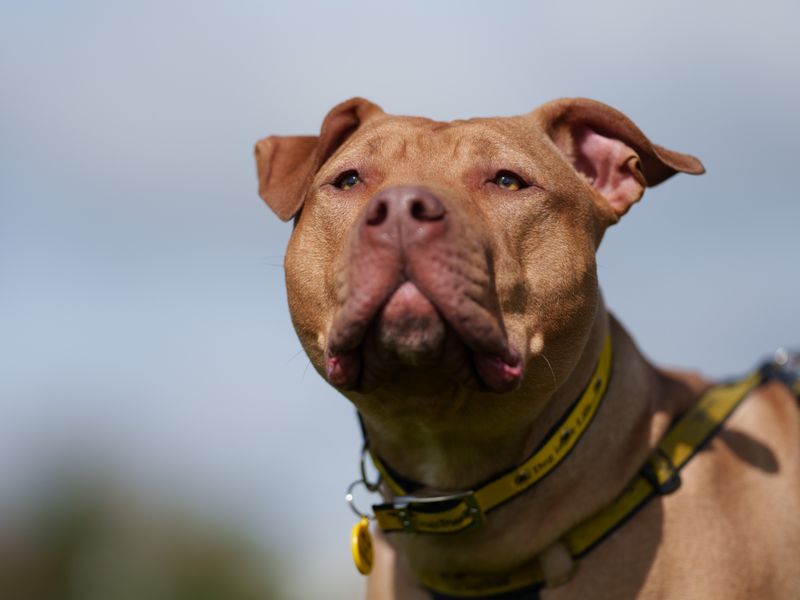 A brown dog looking past the camera wearing a Dogs Trust collar