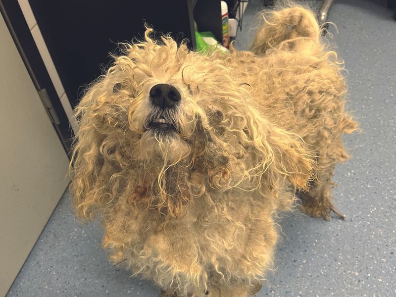 Acorn with matted fur before he was groomed