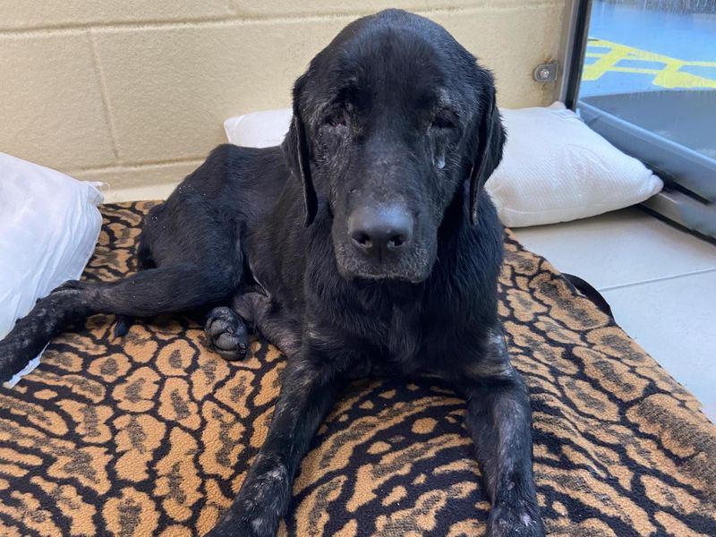 Black Labrador, Daisy, lying down with sad eyes in kennel