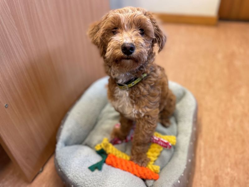 Brown curly haired dog looking up at the camera, sitting in a dog bed with toys