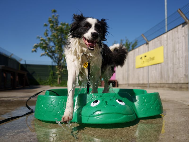 Black and white Collie dog splashes in a small green paddling pool on a sunny day