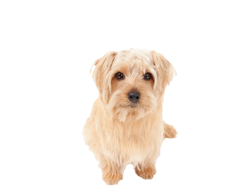 A Norfolk Terrier looks at the camera