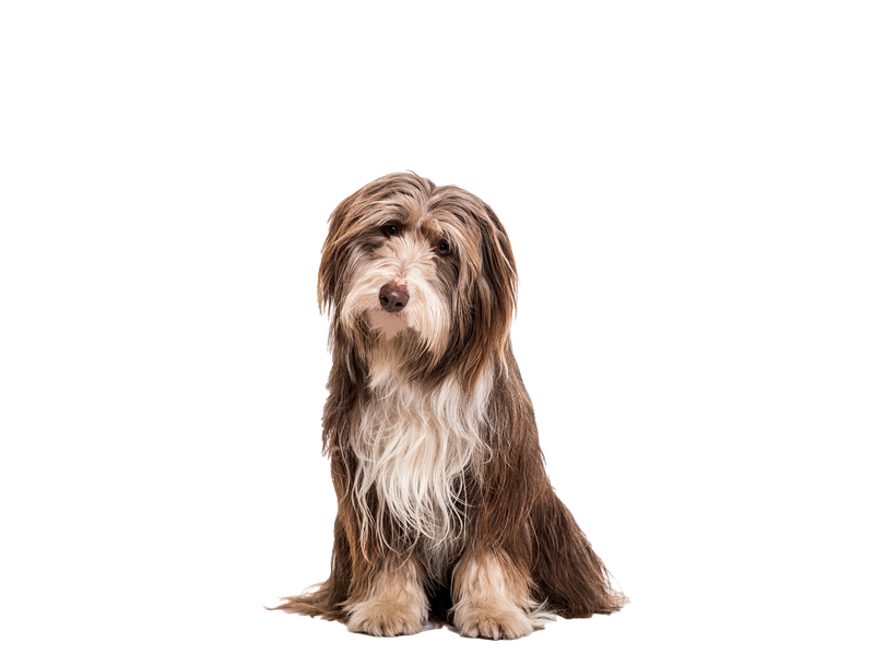 Bearded Collie sitting down