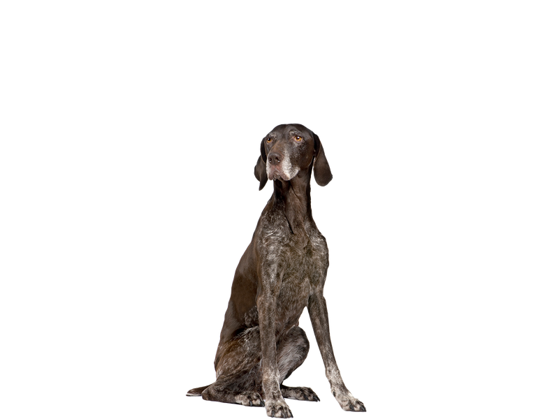 German Short Haired Pointer sitting down 