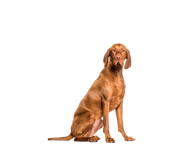 A Hungarian Vizsla looking towards the camera