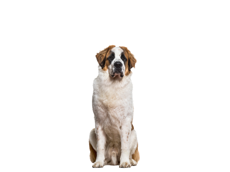 A St Bernard looking towards the camera