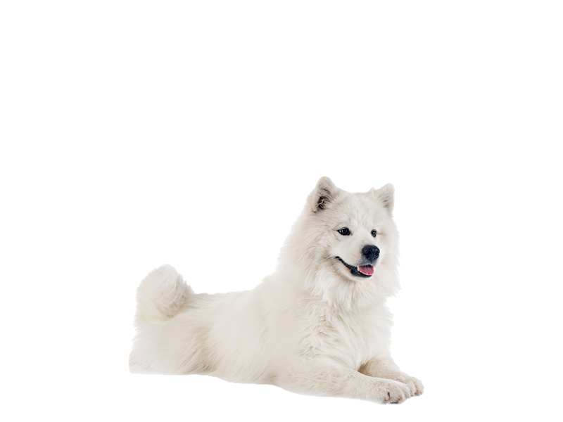 A Samoyed lying down