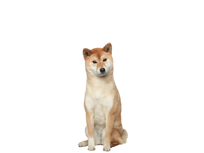 Japanese Shiba Inu sitting down