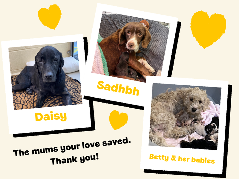 Three dog mums in need of care on the day they arrived at Dogs Trust