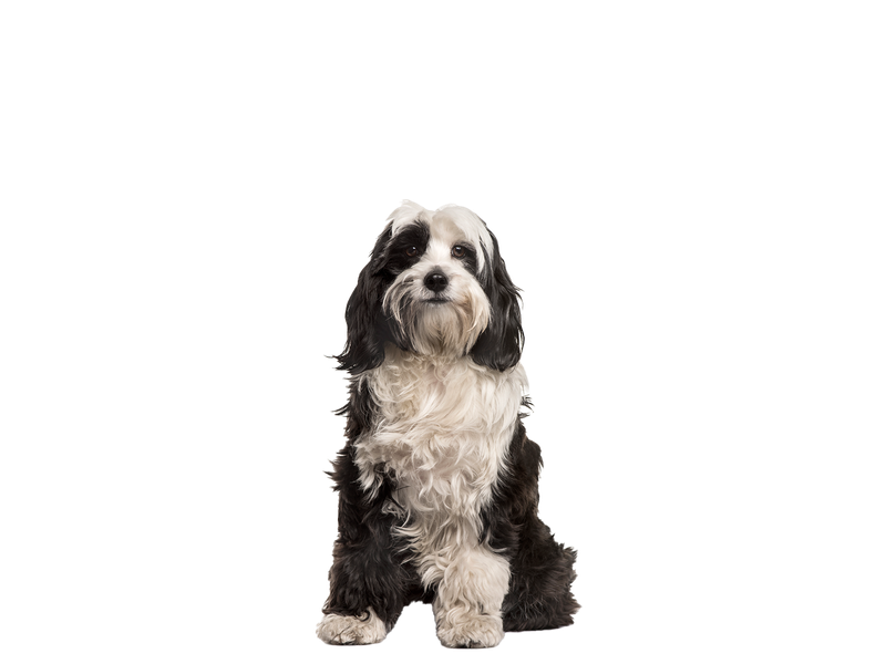 A Tibetan Terrier looking towards the camera