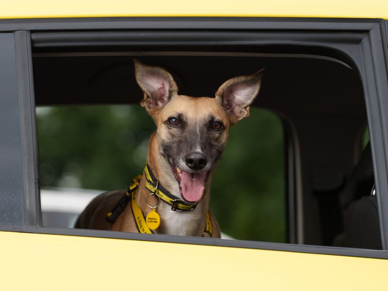 Tan coloured lurcher looks out the open window of a yellow car