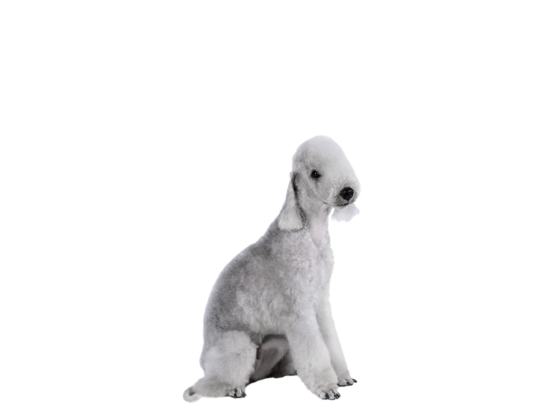 Bedlington Terrier dog behind a white, transparent background