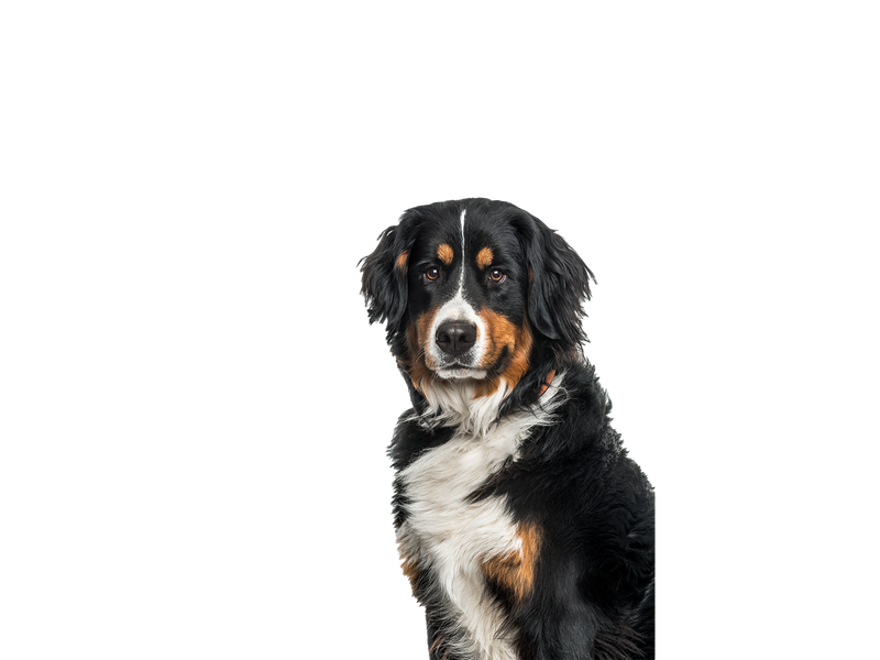 Bernese Mountain dog behind a white, transparent background