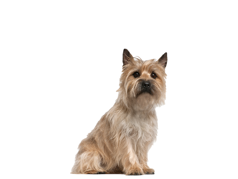 Cairn Terrier | Rehoming Rescue Dog | Dogs Trust