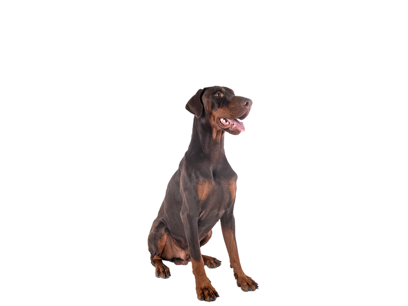 A dobermann sitting