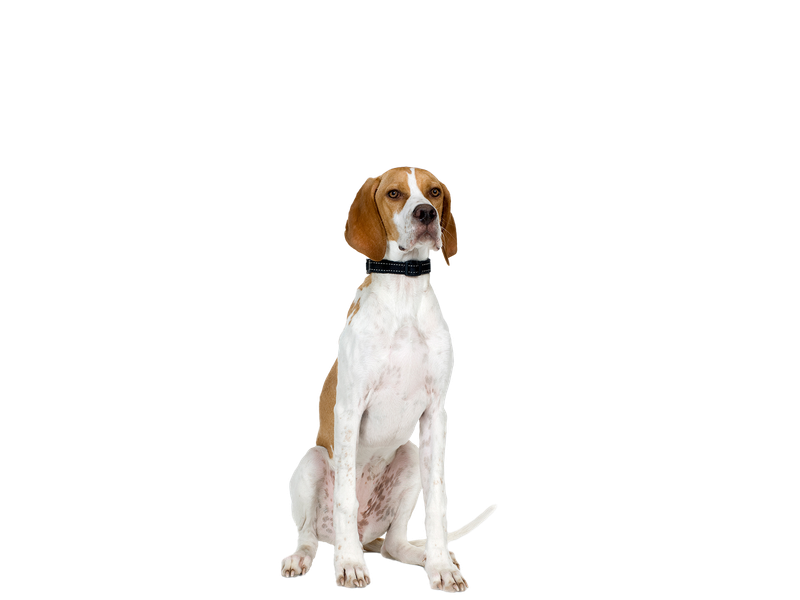 Pointer dog behind a white, transparent background