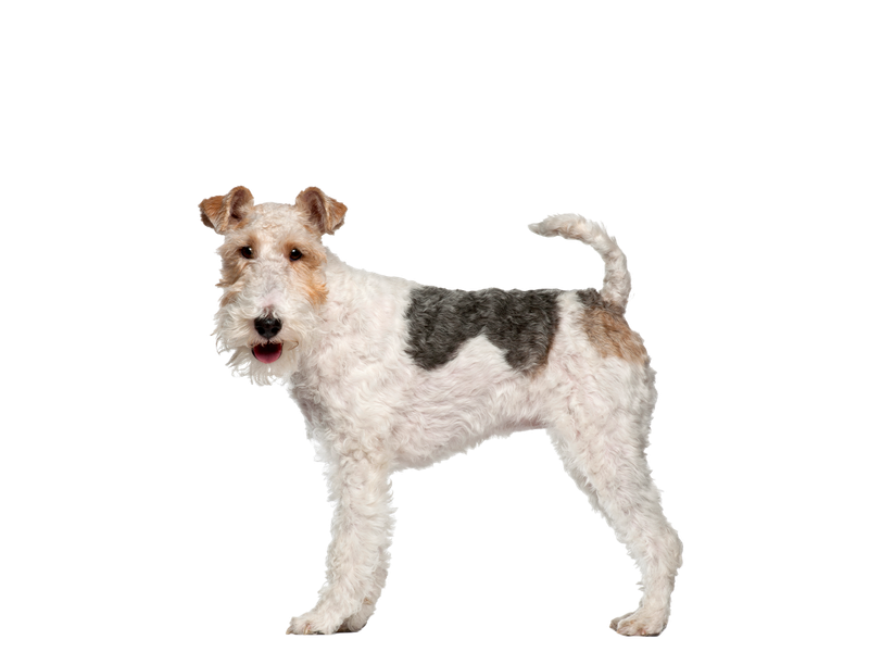 A fox Terrier standing to the side