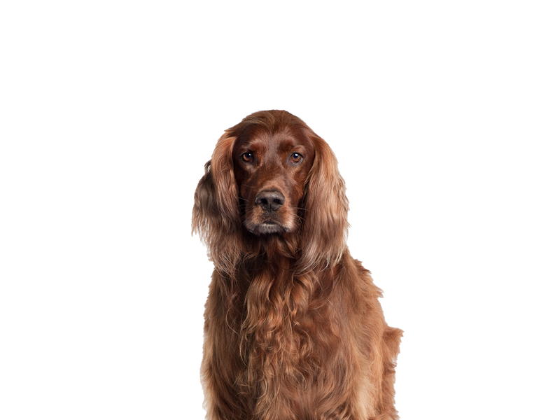 Irish Setter dog behind a white, transparent background