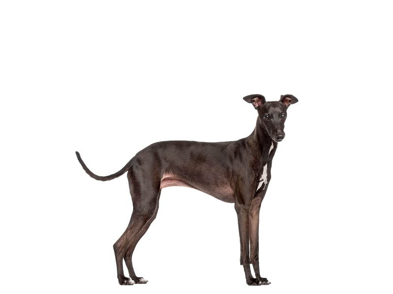 Italian greyhound standing