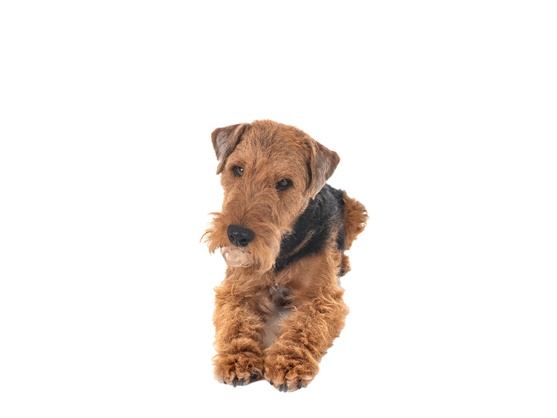 A welsh Terrier lying down