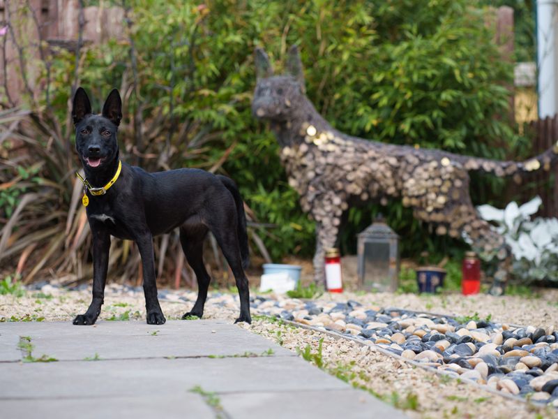 Cailin poses next to a dog statue in Dogs Trust's Legacy Garden.