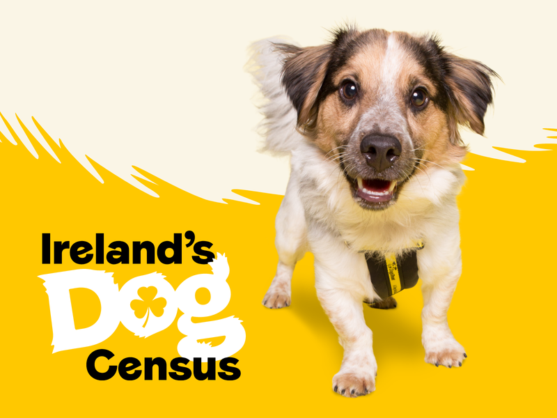 Ireland's Dog Census Graphic with a dog called Keith