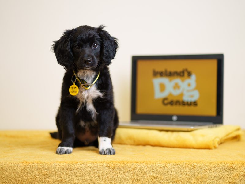 Black Spaniel X Puppy sitting in front of a laptop which shows Ireland's Dog Census on the screen