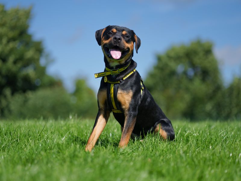 Rottweiler dog sitting the grass look at the camera