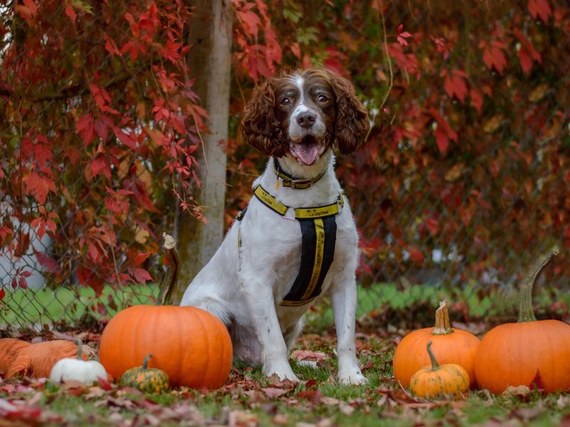 brown and white springer spaniel sitting in front of autumnal leaves and pumpkins