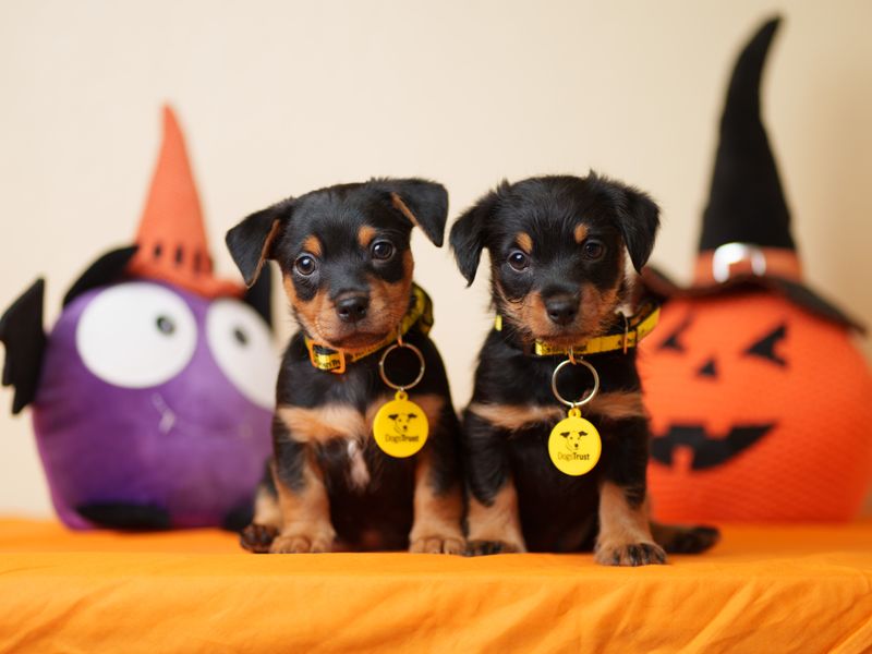 Two black and brown Terrier cross puppies sit in front of Halloween decorations