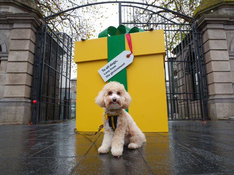 A Bichon Frise stands in front of giant yellow present outside Leinster House addressed 'To all dogs, from the government'.