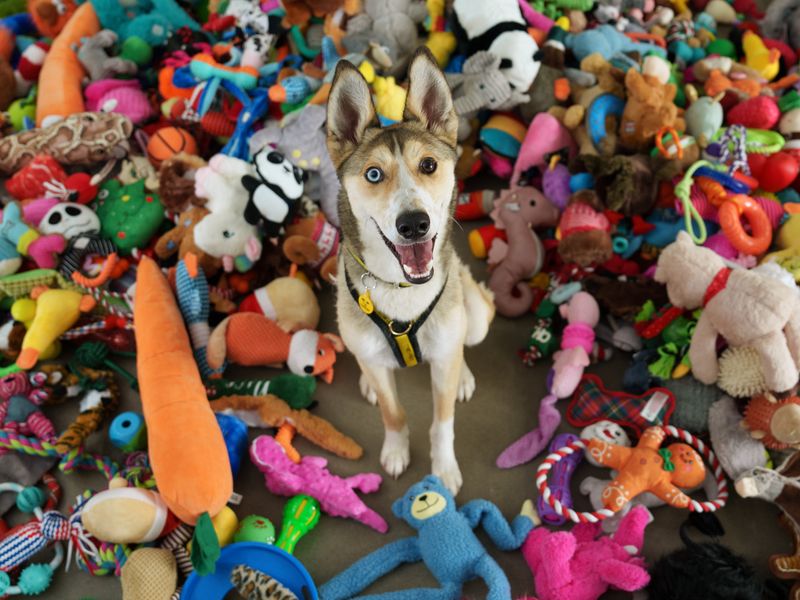 A husky looking at the camera surrounded by toys