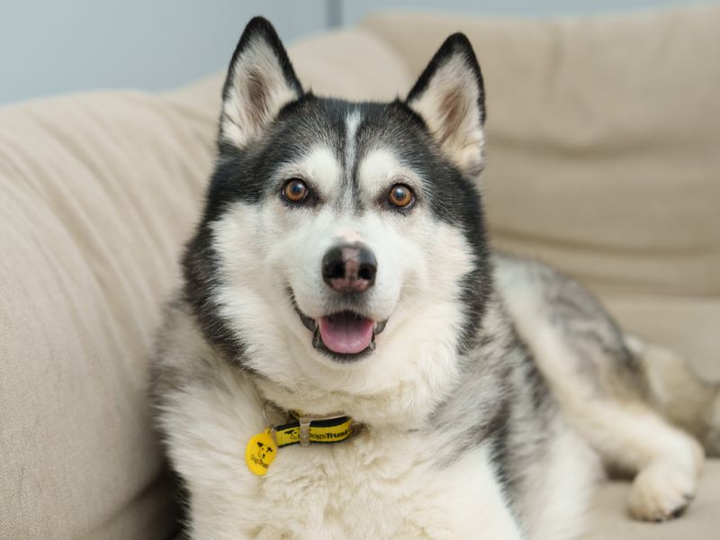 A Siberian Husky dog wearing a Dogs Trust collar is relaxing on a cream coloured sofa, facing the camera