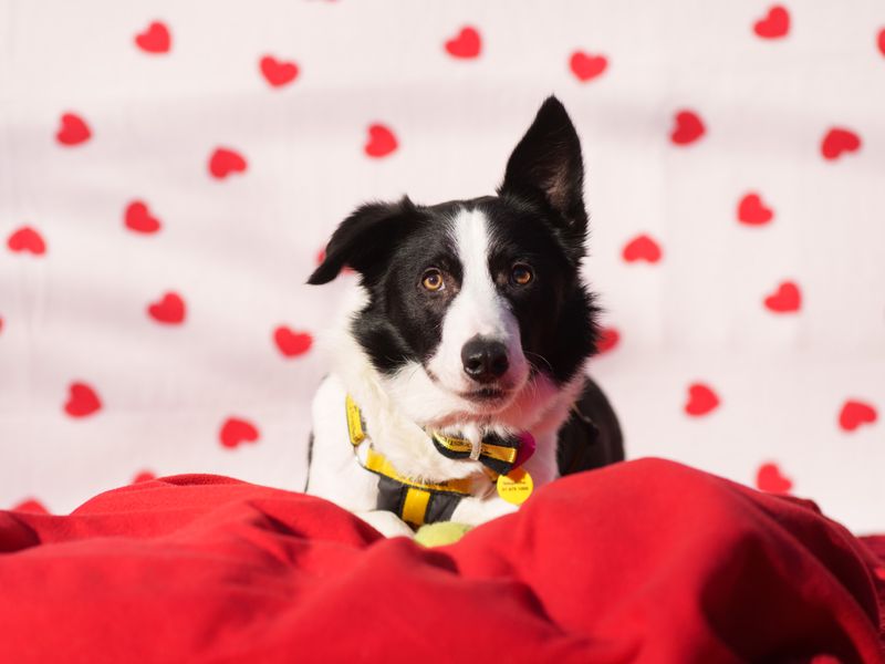 Black and white collie cross lying on a red dog bed. He is wearing a Dogs Trust collar and harness. He's looking at the camera with one ear pointed up and one ear flopped over. The background is a white sheet with red hearts all over it