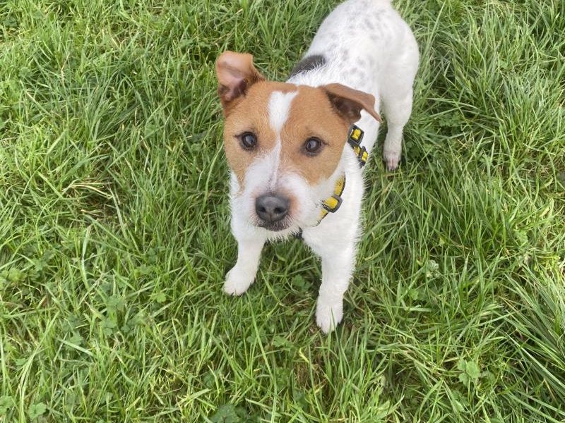 Adopt a Terrier Parson Russell Cross Rescue Dog Ollie Dogs Trust