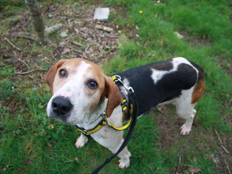 Adopt a Foxhound Cross Rescue Dog | Xiomara | Dogs Trust