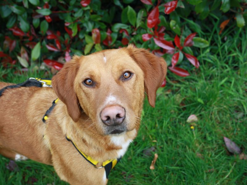 Adopt a Retriever (Labrador) Cross Rescue Dog | Alessia | Dogs Trust